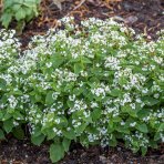 Brunera veľkolistá (Brunnera macrophylla) ´BETTY BOWRING´ - kont. C1L
